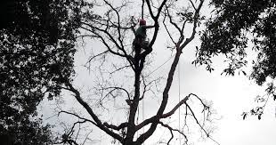 Firmengrafik Branchenverzeichnis