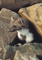 Firmengrafik Branchenverzeichnis